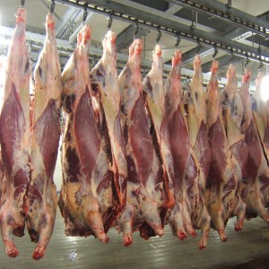 Format Imagette - carcasses de normandes